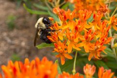 Small image of An eastern bumble bee sips nectar from a bright orange butterflyweed flower.