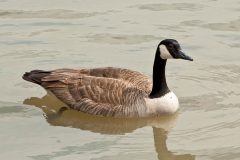 Small image of A Canada goose swims in a body of gray green water, its long black neck held upright and its black feet visible just under the water's surface.