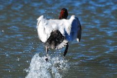 Small image of A male canvasback takes off from the water, its dark feet creating a large splash on the surface.