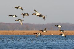 Small image of A flock of 11 male and female canvasbacks flies through a marsh crowded with waterfowl, sunlight glinting off their white bodies and the tan reeds that grow along the shoreline.