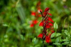 Small image of A closeup of red, tubular cardinal flower blossoms.