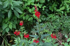 Small image of A patch of cardinal flower blooms at the edge of a wood.