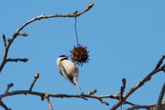 Small image of A Carolina chickadee hangs on the hard spiked fruit of a sweetgum tree, small buds beginning to emerge from the tree's thin branches.