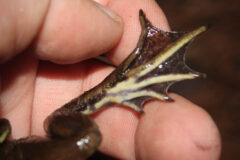 Small image of A close up of a carpenter frog's foot displays the webbing not reaching the length of the toes.
