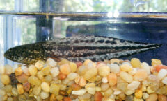Small image of A carpenter frog tadpole swims in an aquarium above gravel.
