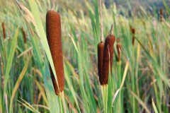 Small image of Brown, sausage-shaped cattail seed heads bob among the plants' flat green leaves.