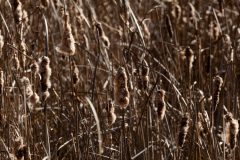 Small image of Dry cattail stalks are topped with brown seed heads, whose fuzzy seeds are spilling out into the wind.