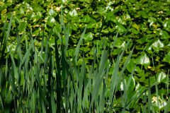 Small image of A patch of cattails grows at the edge of a pond, with flat, pale green leaves that stick straight up into the air.