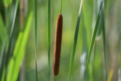 Small image of A closeup of a cattail's brown, sausage-shaped seed head.