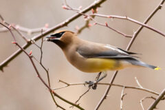 Small image of Closeup up a cedar waxwing picking a berry off a branch.