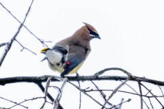 Small image of A cedar waxwing from the back showing the yellow tip of its tail and red tip of its secondary feathers.