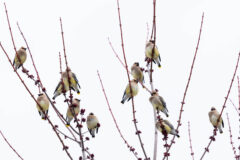 Small image of 12 cedar wax wings gather on the tips of a tree eating berries.