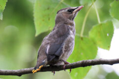 Small image of Juvenile cedar waxwing with darker colors than adults