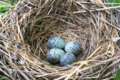 Small image of Four light blue eggs with dark spots in a nest