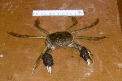 Small image of Chinese mitten crab on a table by a ruler showing its shell is about three inches long.