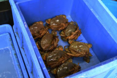 Small image of Several Chinese mitten crabs inside a blue container.