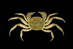 Small image of Chinese mitten crab against a black background showing its hairy front claws.