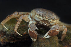 Small image of Chinese mitten crab on top of a rocky surface.