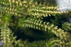 Small image of Common waterweed floats just under the water's surface.