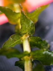 Small image of A closeup of common waterweed shows leaves growing in whorls of three around a slender stem.