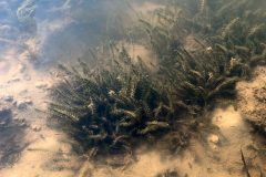 Small image of Dense clumps of common waterweed grow in a sandy-bottomed aquatic habitat.