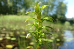 Small image of A stalk of common waterweed is held up out of a pond.