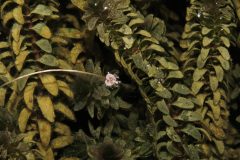 Small image of A dense mat of common waterweed floats just under the water's surface, with a single small flower growing on a long stalk.