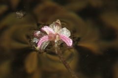 Small image of A closeup of a pale purple, three-petaled common waterweed flower.