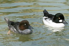 Small image of A male and female goldeneye swim together in a body of water, the colors and patterns of their plumage setting them apart.