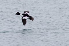 Small image of A male goldeneye flies over blue-gray water, its black and white wings held out from its body.