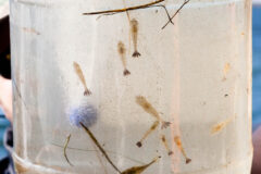 Small image of Several grass sprimp inside of a white bucket.
