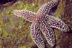 Small image of Common sea star on top of a rocky surface underwater.