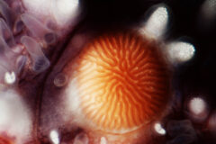 Small image of Close up of the sea star's madreporite.