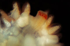 Small image of Close up on a sea star's eye spot. It doesn't look like a typical eye and has several red spots.