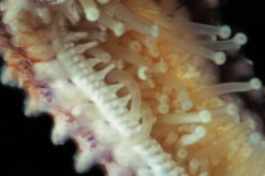 Small image of Close up of sea star tube feet that are soft and pale.