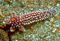 Small image of A sea star with one of its arms longer than the rest.