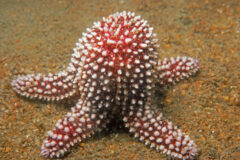 Small image of Reddish sea star with hundreds of tiny white "tube feet" on it.