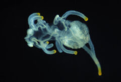 Small image of Sea star egg is mostly translucent and blueish with yellow tips to its appendages.