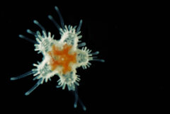 Small image of Larvae is star shaped, white, with an orangish inside.