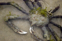 Small image of A common spider crab in shallow water with its claws covered in aglae.