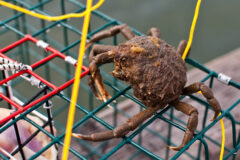 Small image of A common spider crab crawls on top of a cage.