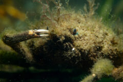 Small image of A common spider crab at the muddy bottom of the water with algae and debris covering most of its shell.