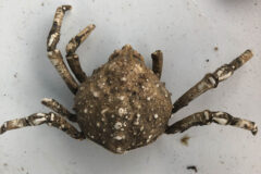 Small image of A shedded shell against a white background. Some of the legs and claws are broken off.