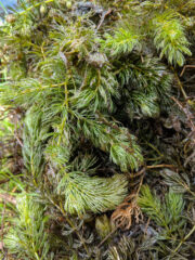 Small image of A dense, wet clump of coontail with feathery green leaves sits on a table.