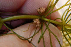 Small image of A hand pinches a segment of flowering coontail between finger and thumb.