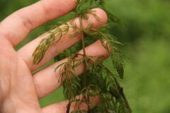 Small image of A segment of coontail is draped across someone's fingers, its feathery leaves retaining their shape even out of the water.