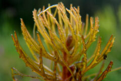 Small image of A closeup of coontail leaves reveals fine teeth along one edge.