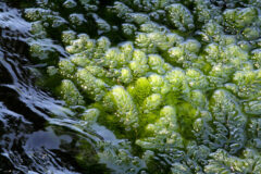 Small image of A dense mat of coontail floats just under the water's surface.