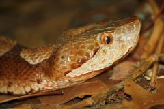 Small image of Closeup on a copperhead's head. Its eyes are speckled with red on a pale tan background, with dense speckling around the pupil.