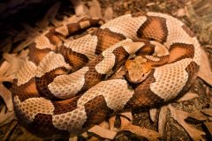 Small image of A copperhead, coiled, on a dirt surface with dried leaves.